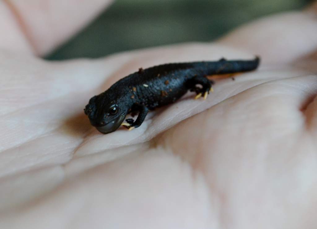 Wen Xian Knobby Newt
Nomenclature: Tylototriton wenxianensis
Gender ratio: 1.1.0
IUCN Red List: Vulnerable

Information: Odd and very peculiar behavio