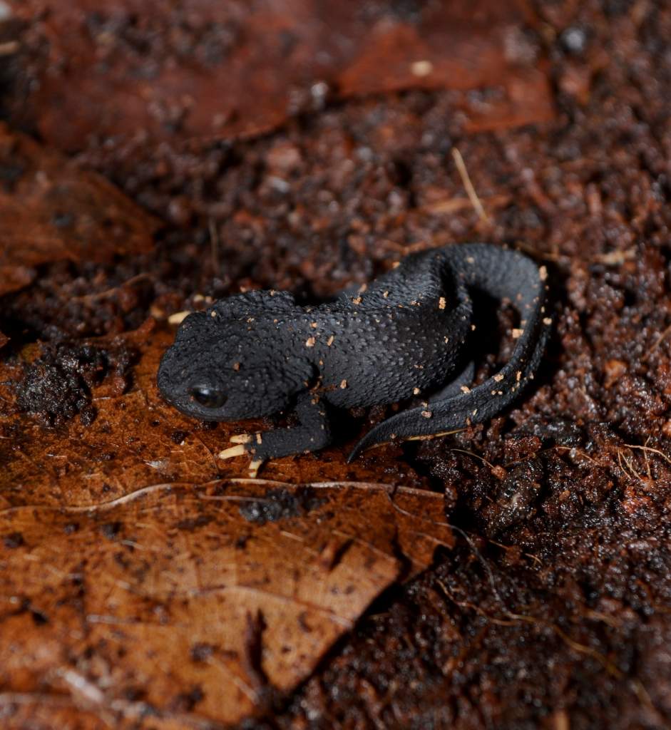 Wen Xian Knobby Newt young pair.
Nomenclature: Tylototriton wenxianensis


© 2013 (These are my own photographs, please ask permission before using)