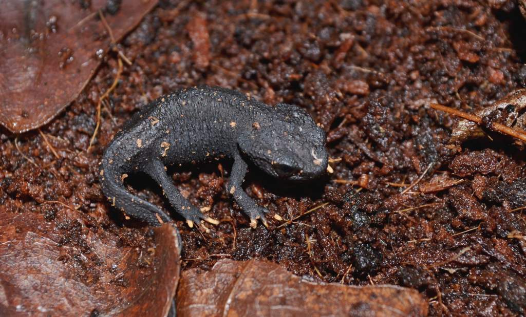 Wen Xian Knobby Newt young pair.
Nomenclature: Tylototriton wenxianensis


© 2013 (These are my own photographs, please ask permission before using)