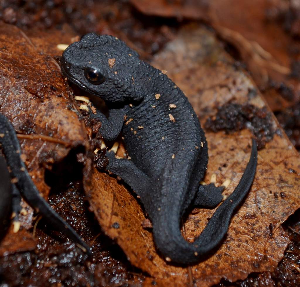 Wen Xian Knobby Newt young pair.
Nomenclature: Tylototriton wenxianensis


© 2013 (These are my own photographs, please ask permission before using)