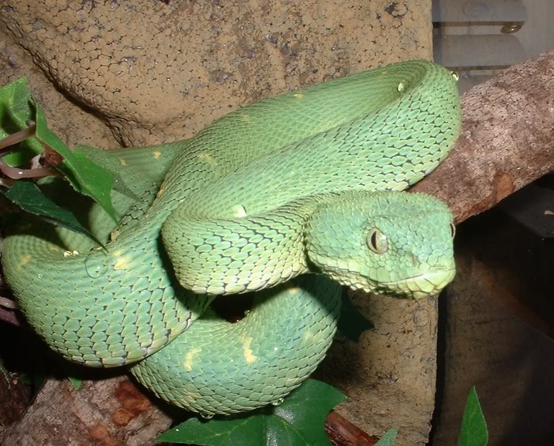 west african bush viper atheris chlorechis