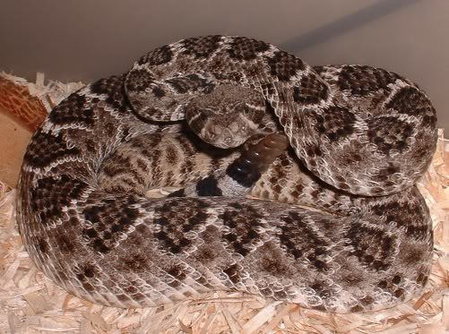 Western Diamondback Rattlesnake