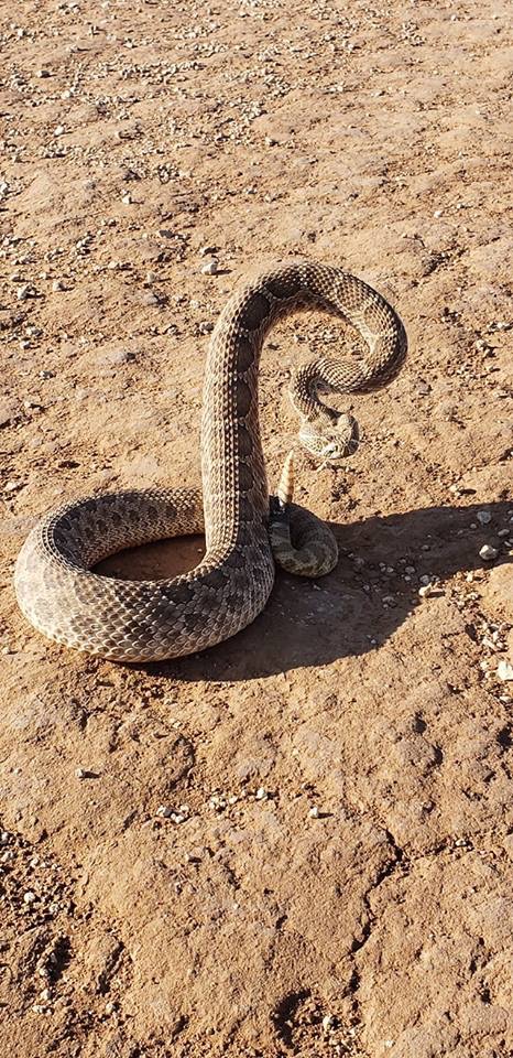 western diamondback