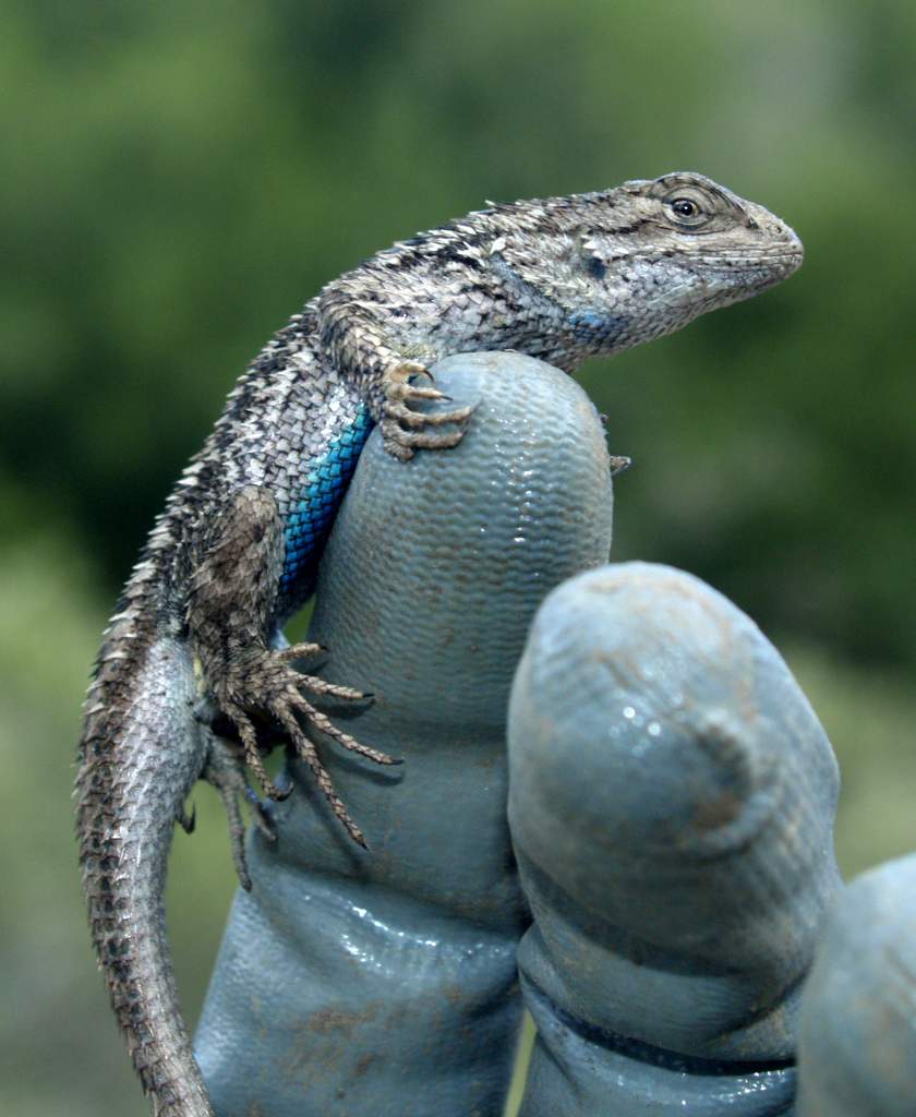 Western Fence Lizard