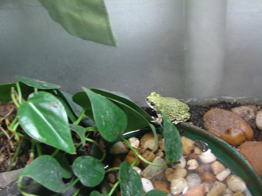 Western green toad (Bufo debilis)