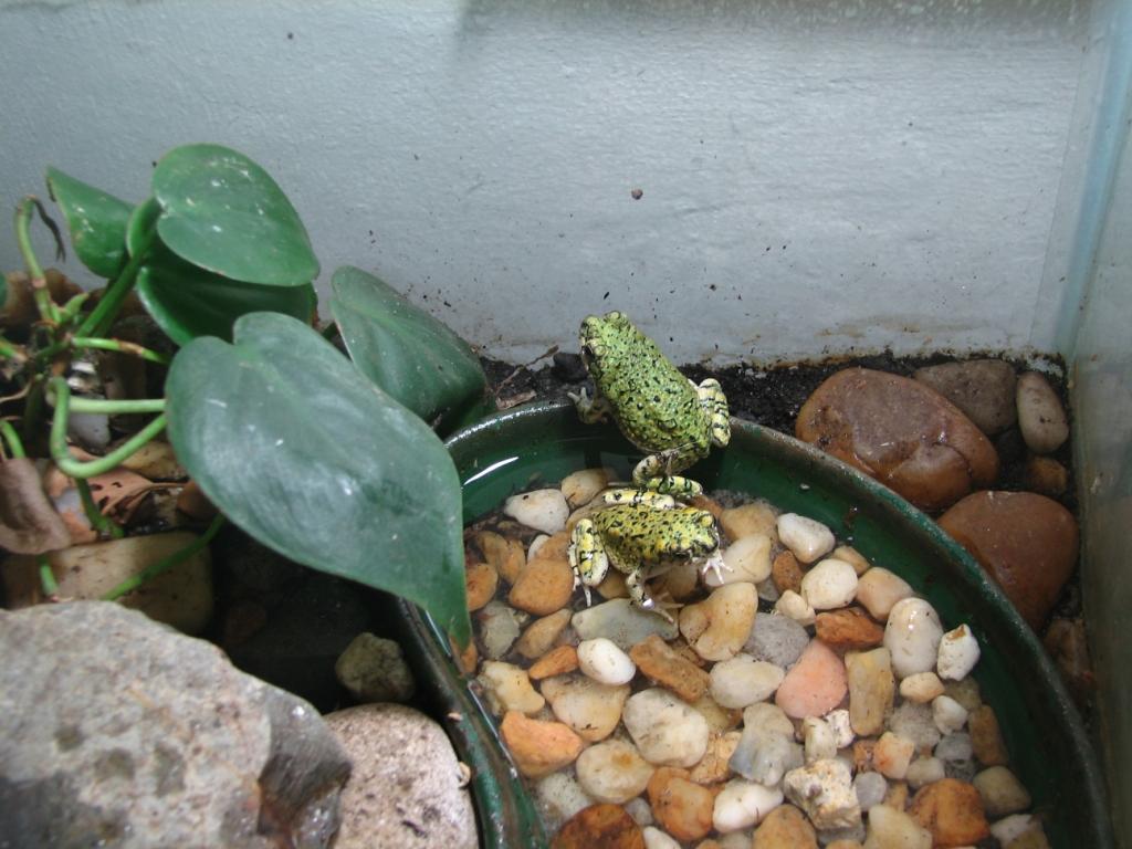 Western green toads (Bufo debilis)