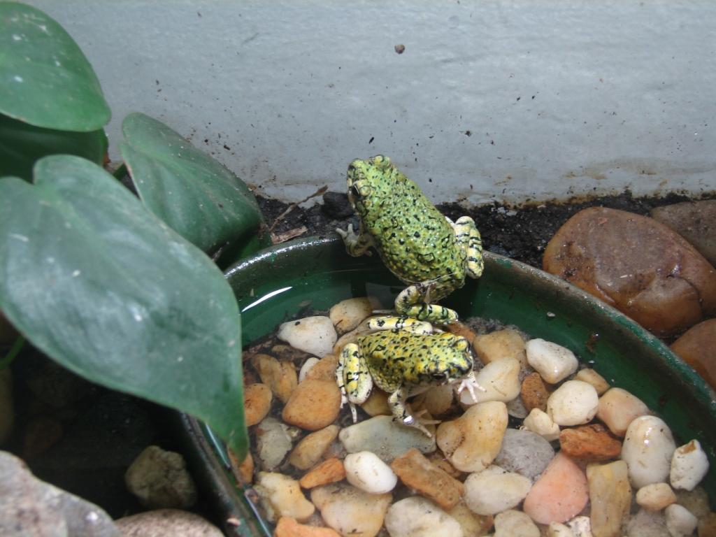 Western green toads (Bufo debilis)