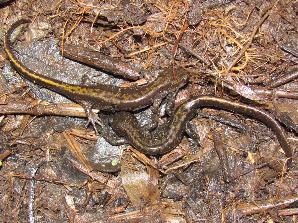 Western Long-toed Salamanders