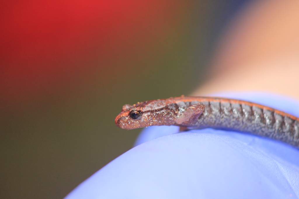 Western Red-backed Salamander, Point Defiance Park