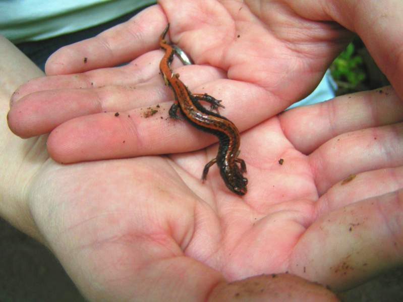 Western Redback Salamander (Plethodon vehiculum)