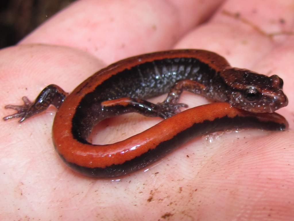 Western Redback Salamander