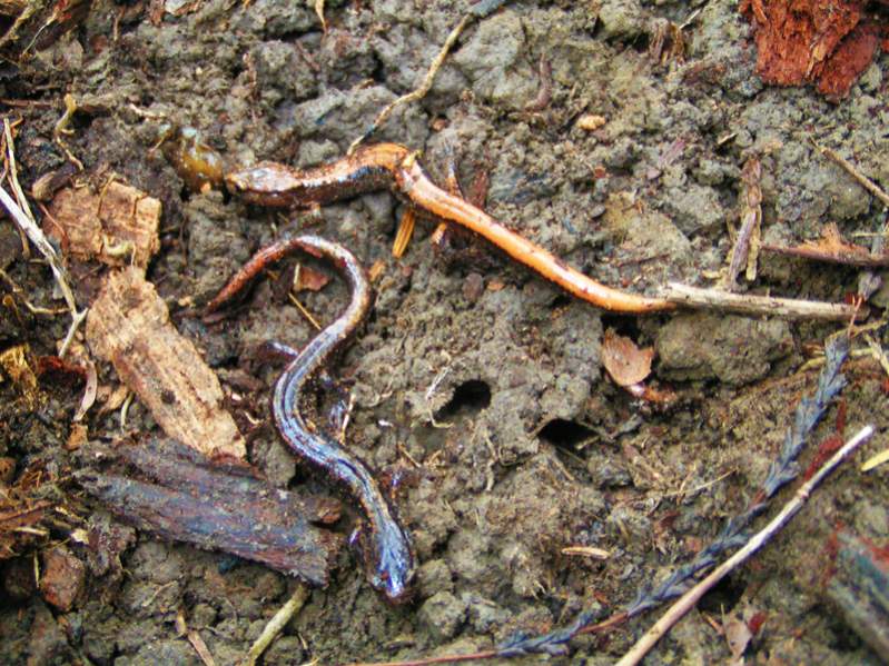 Western Redback Salamanders (Plethodon vehiculum) showing different color morphs