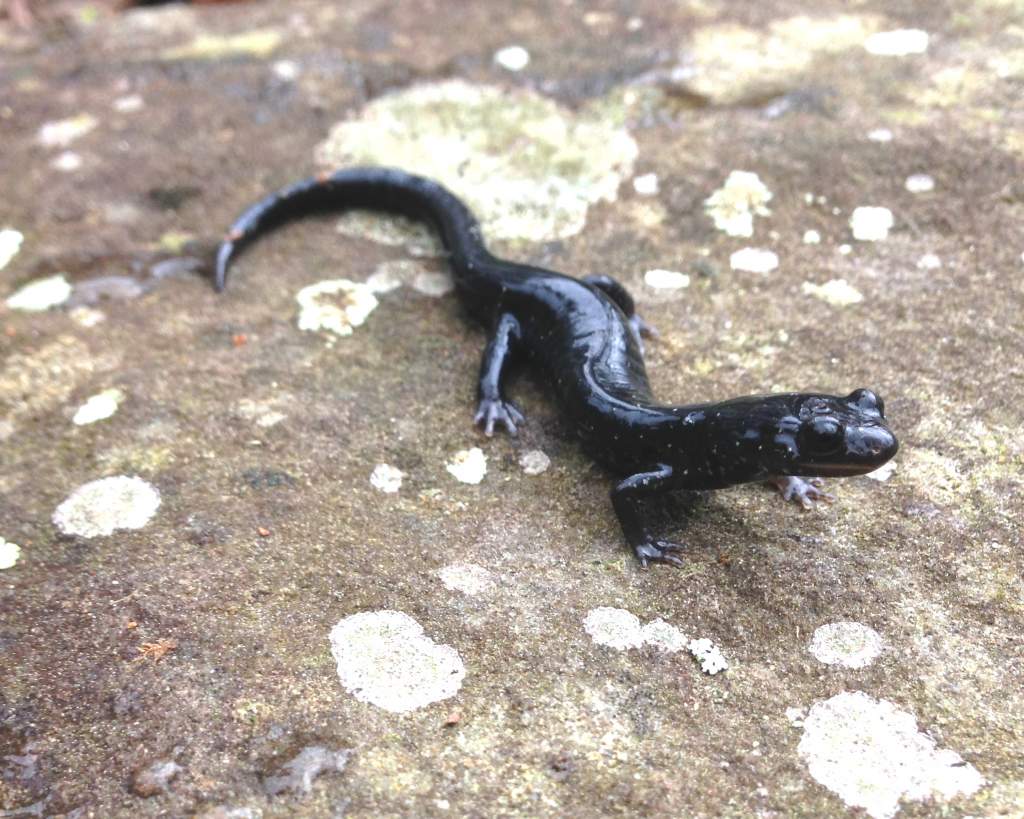 Western Slimy Salamander (Plethodon albagula)