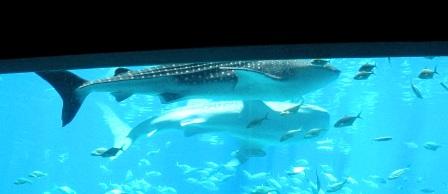 Whale sharks (as well as the largest plexiglass wall in the world, holding back a buttload of water, and fish, and sharks, and rays, and all sorts of 