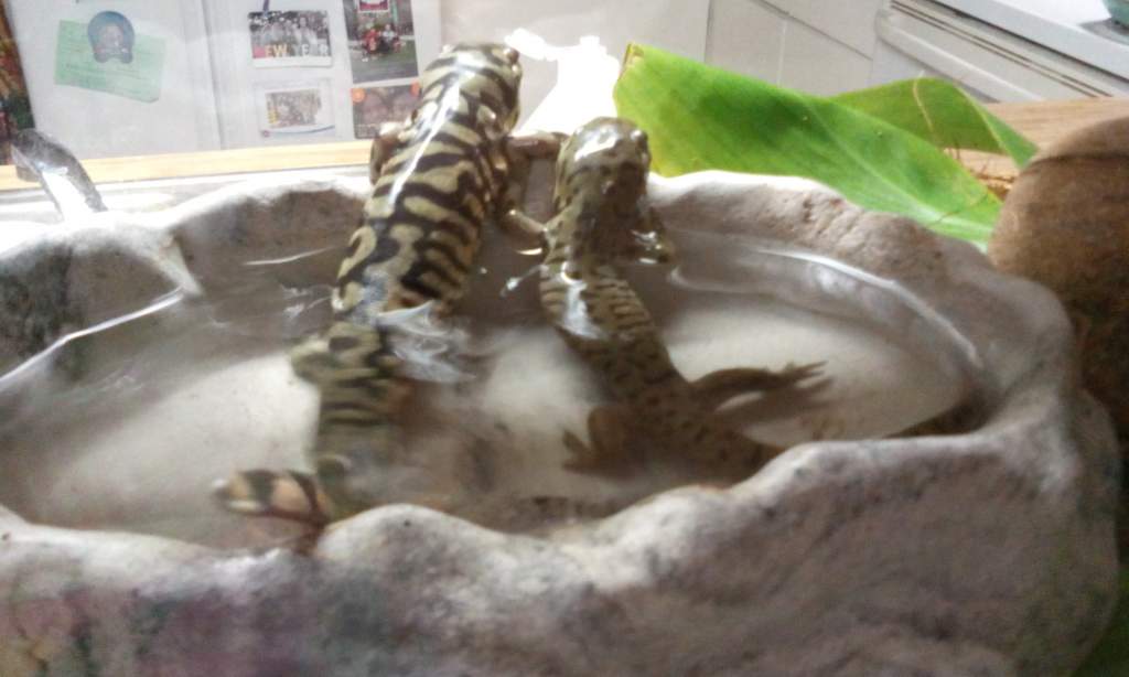 When we adopted them, we noticed the huge size difference. The previous owner let the crickets loose in the tank; guess who ate most of them : / I han