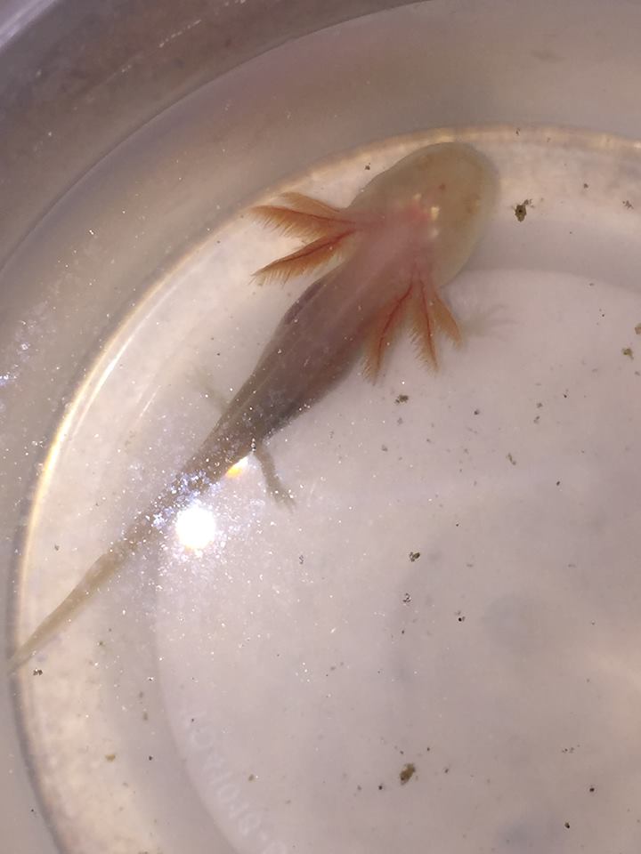 White Albino - approximately 2" - 3/10/18

picture taken a few hours after eating pellets