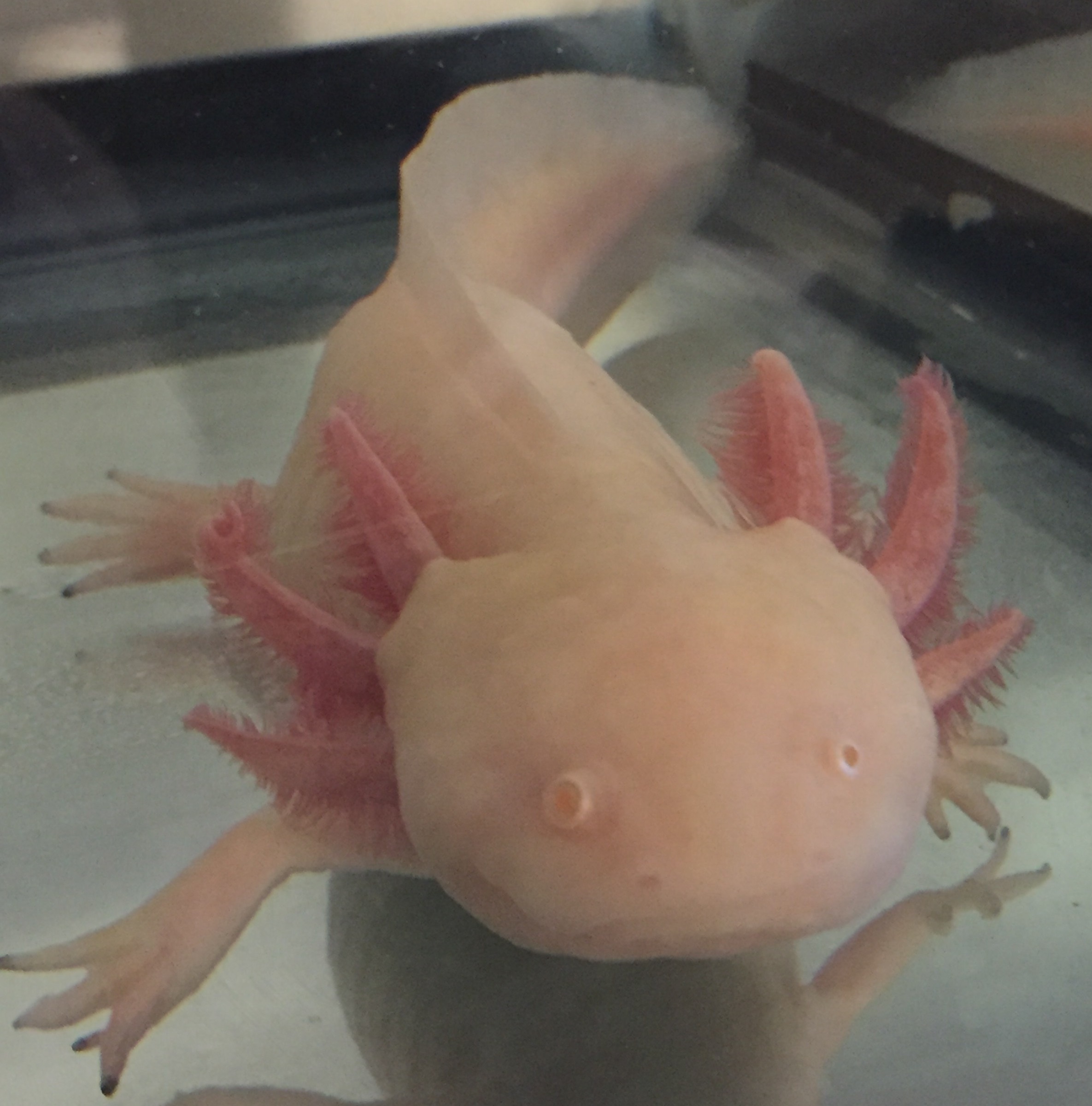 White albino - mother of eggs that are for sale