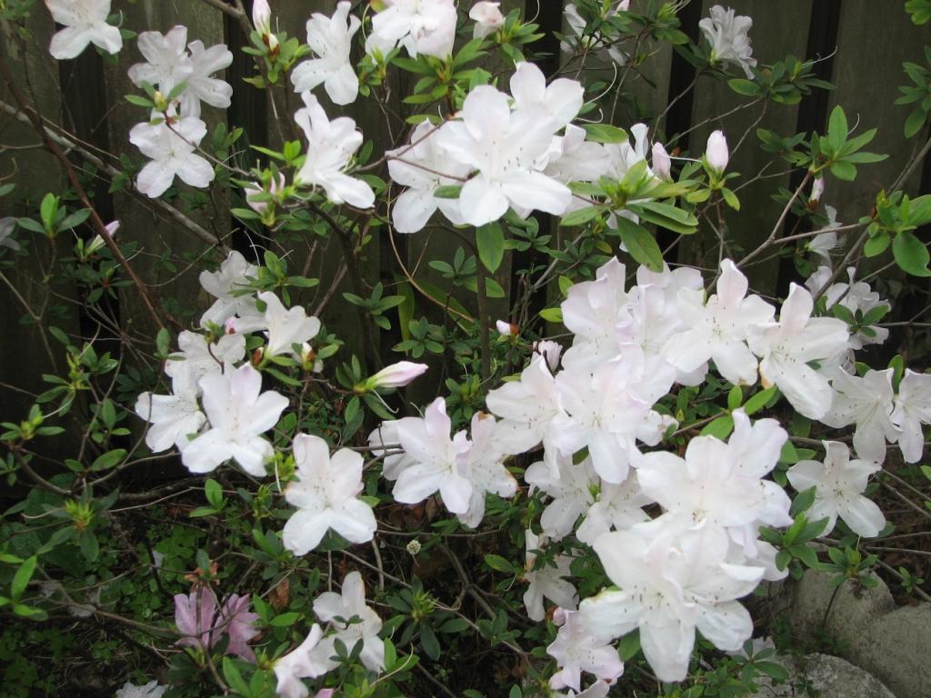 White azalea