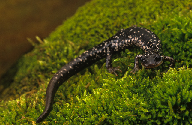 White Spotted Slimy Salamander