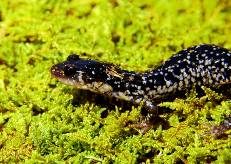 White spotted slimy