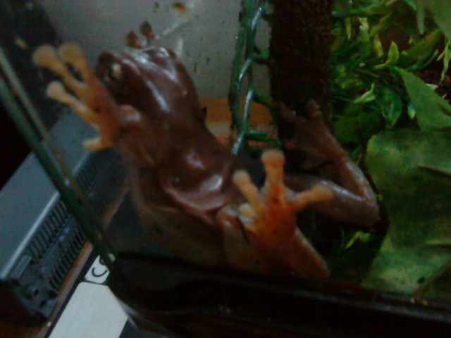 White's tree frog doing his spiderman thing