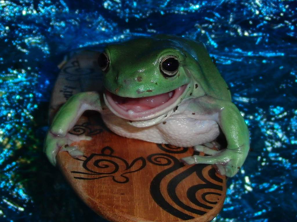 whites tree frog