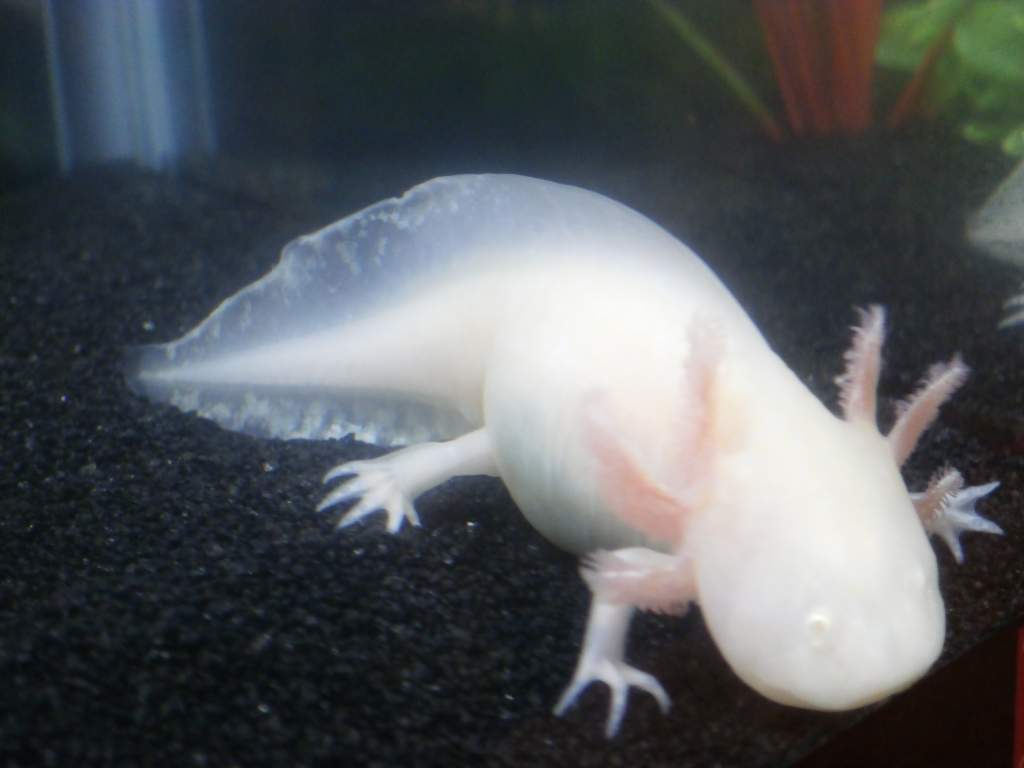 Whitey's gills need some color!