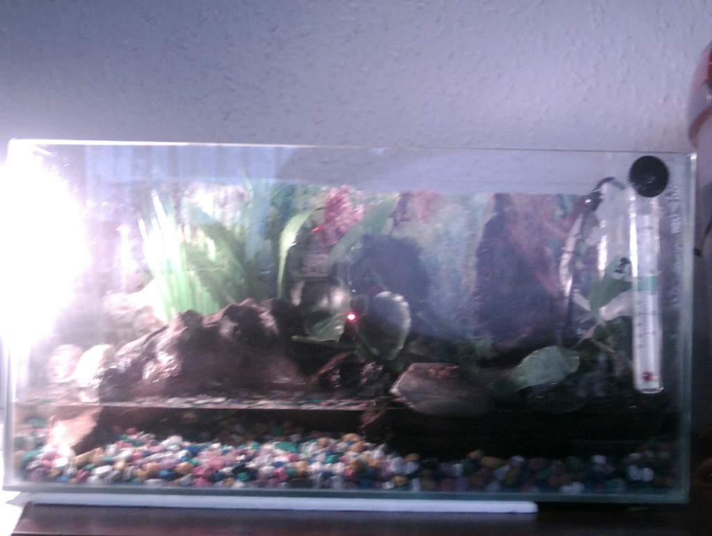 whole tank