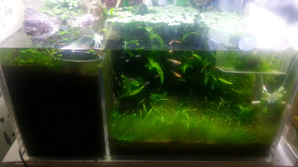 whole tank