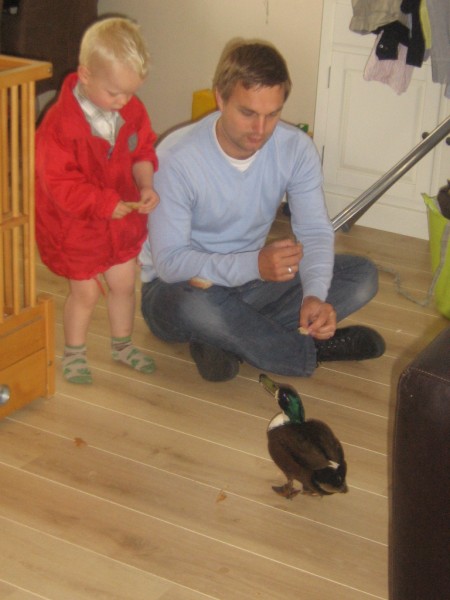 Why go outside in the rain to feed the ducks when you can get them inside....