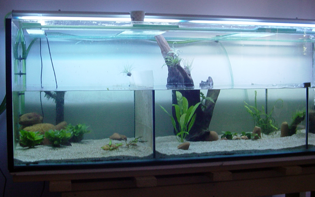 Wide view of the new tank. Phil is hiding in the plants on the left hand side.