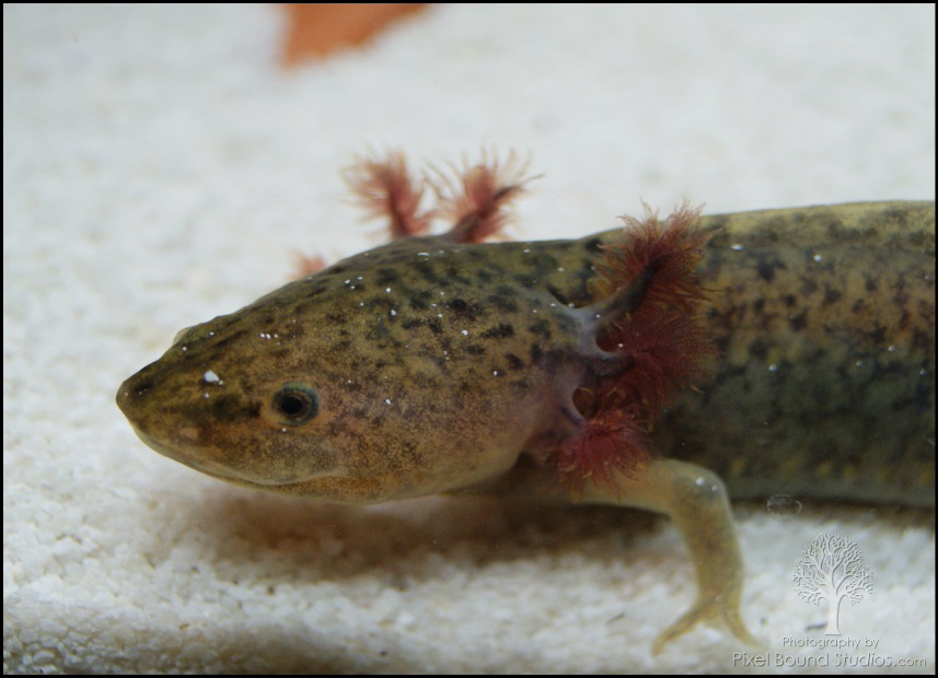 Wild-type Axolotl playing in some sand. :3