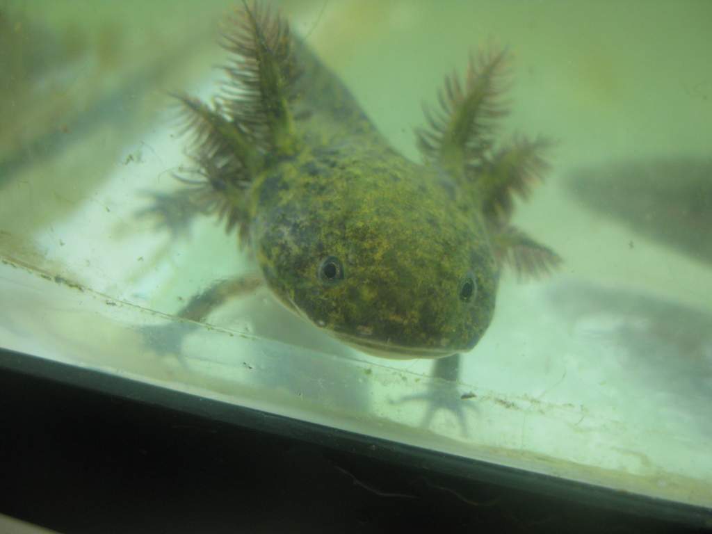 Wildtype axolotl, my second favorite type.