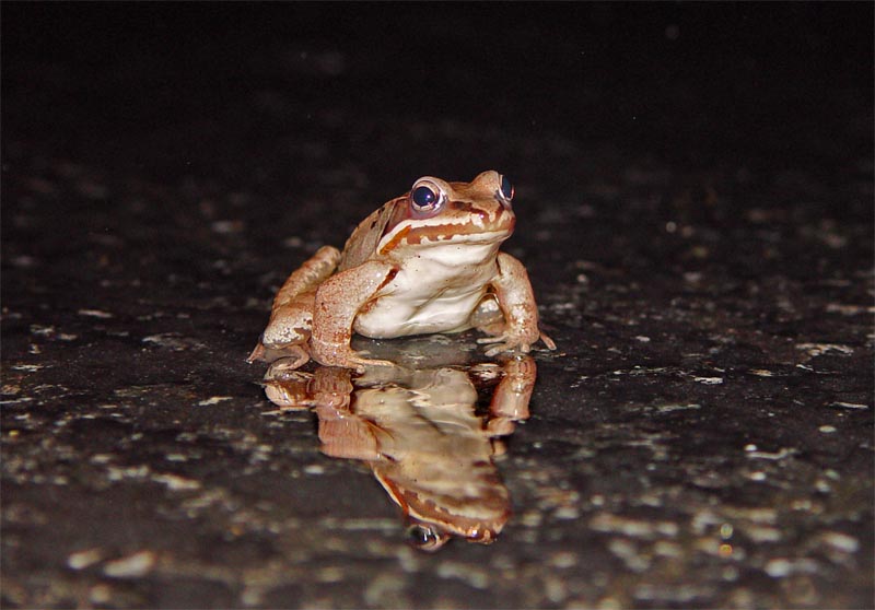 Wood frog reflection
It's always wet on Salamander Night.