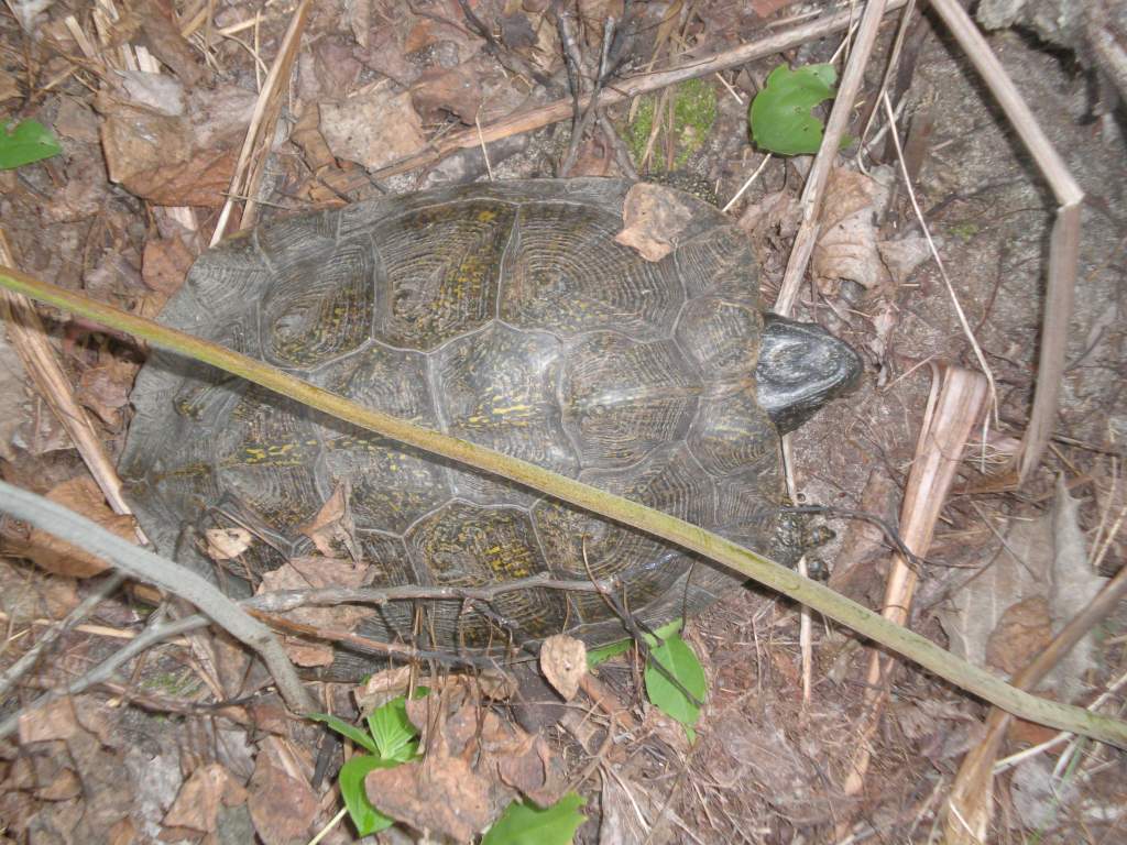 Wood turtle (Michigan species of special concern)