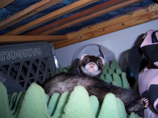 Woozel Chillin under the bed