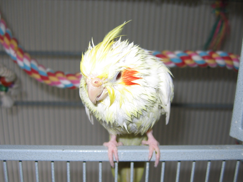 Wrinkle after a shower