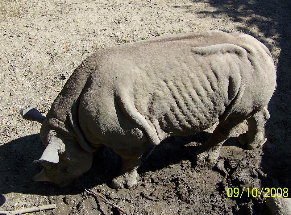 WrinkledRhino