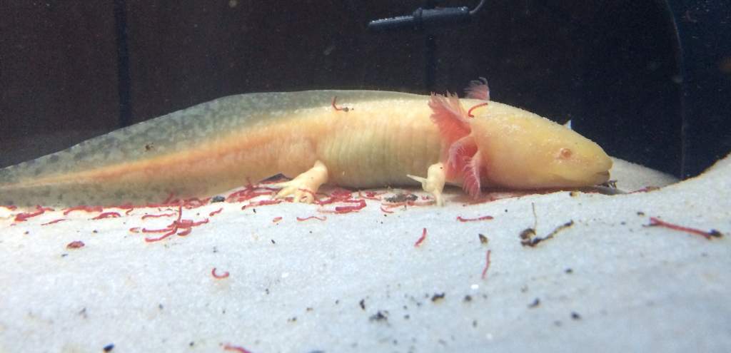 Xane likes his bloodworms.