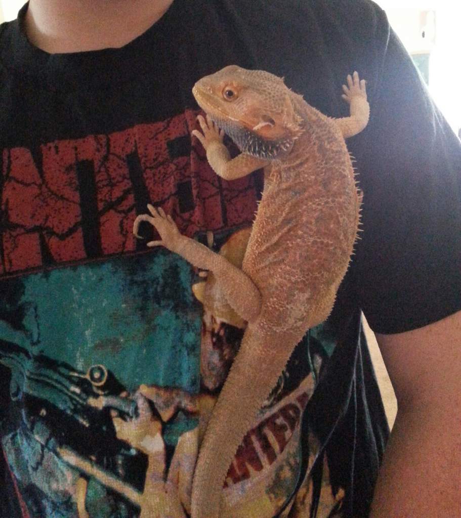 Xerxes likes metal too \m/