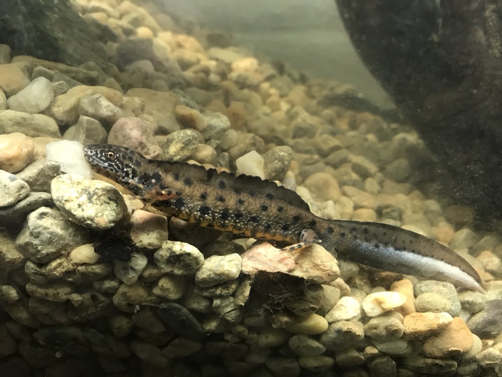 Yearling male crested newt