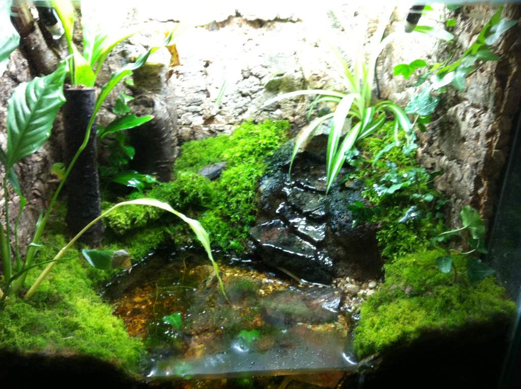 Yellow Bellied Toad setup