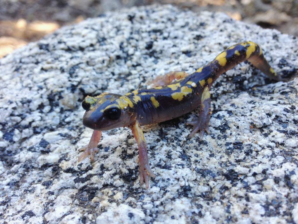 Yellow-blotched Ensatina (Ensatina eschscholtzi crocreater)