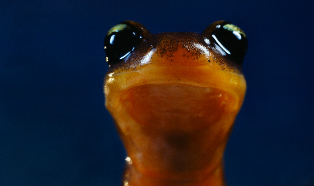 Yellow Eyed Ensatina (Ensatina eschscholtzii xanthoptica)