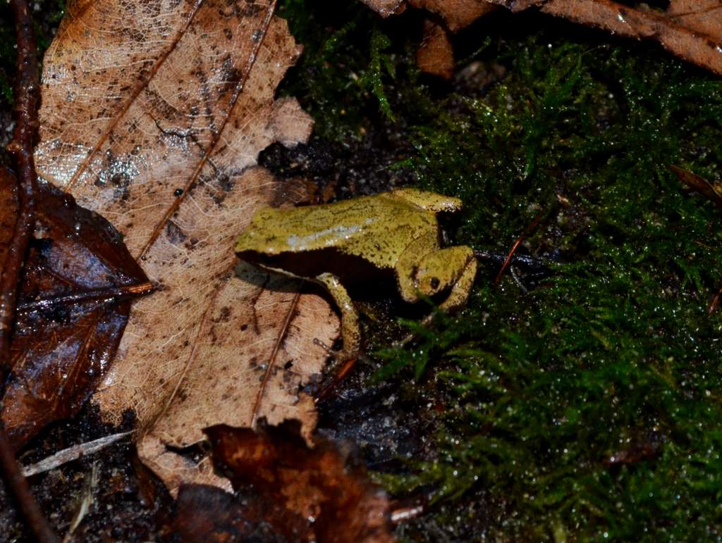 Yellow Mantella
Nomenclature: Mantella crocea
IUCN Red List: Endangered
Country of Origin: Eastern-Central Madagascar.

© 2013 (These are copyrighted 