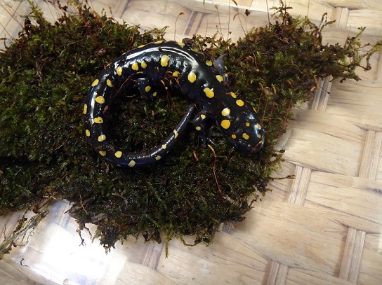 Yellow spotted salamander A. maculatum