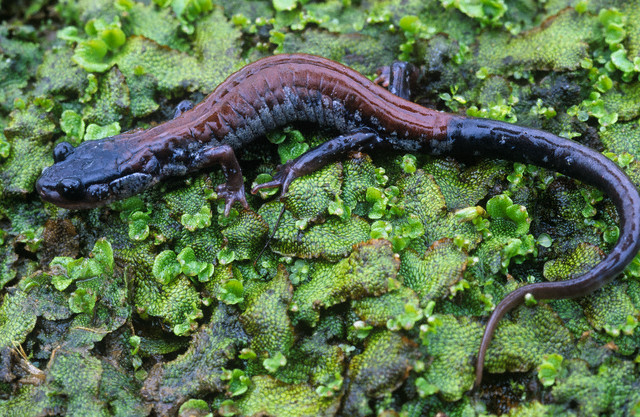 Yonahlossee Salamander (Plethodon yonahlossee)