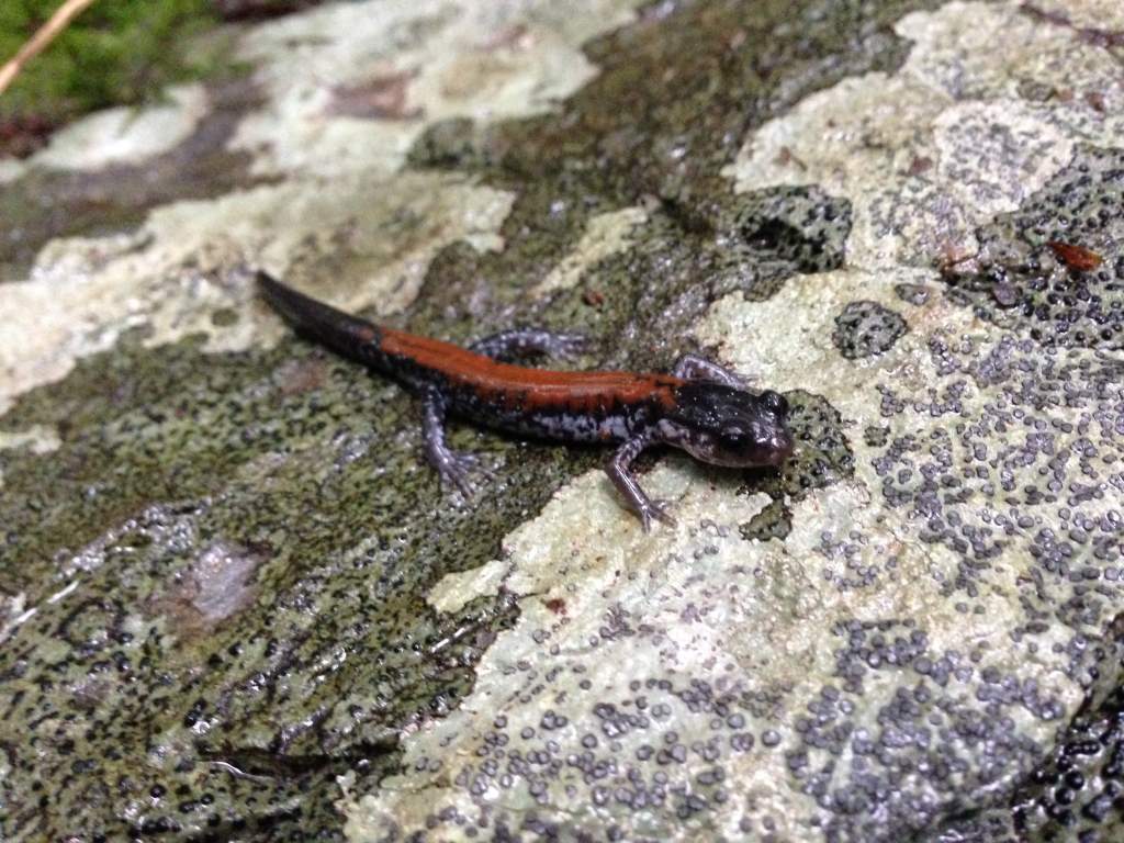 Yonahlossee Salamander (Plethodon yonahlossee)