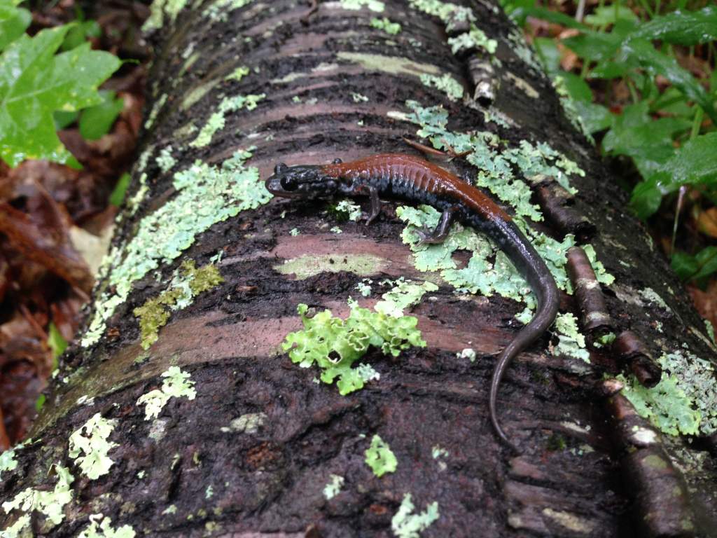 Yonahlossee Salamander (Plethodon yonahlossee)