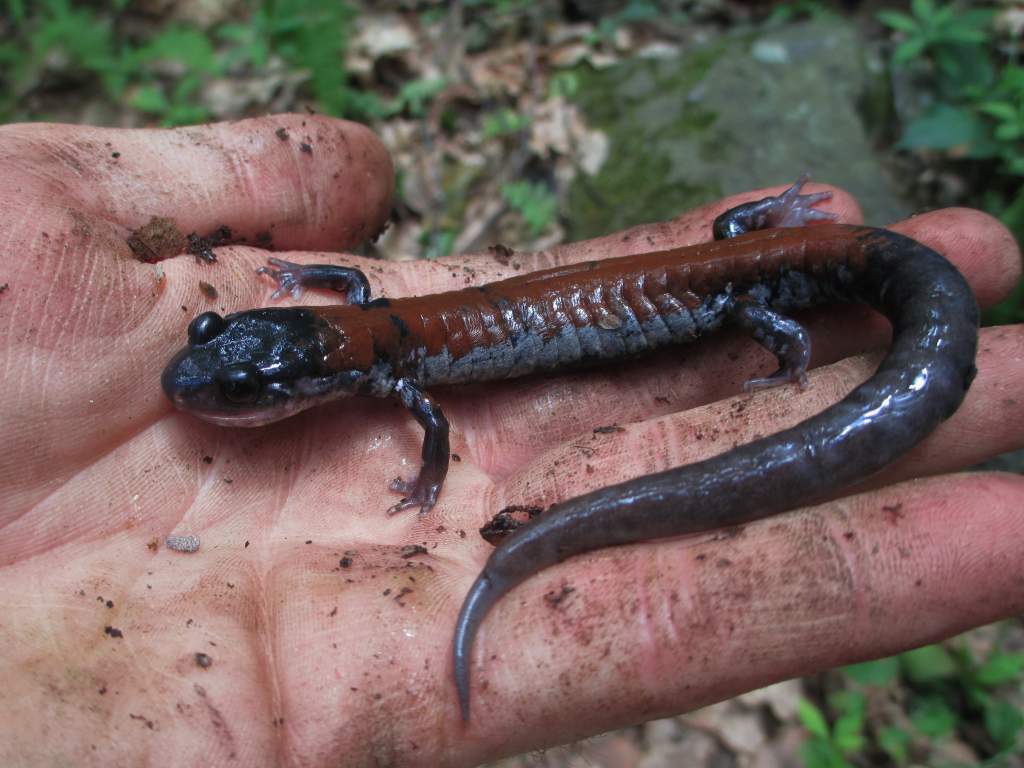 yonahlossee salamander (Plethodon yonahlossee)